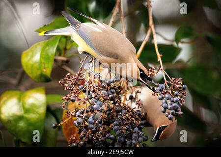 Der Zedernwachs (Bombycilla cedrorum) in Palo Alto Kalifornien Stockfoto