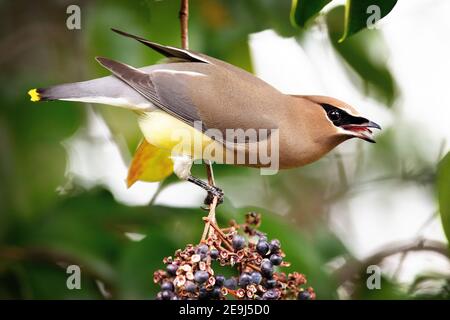 Der Zedernwachs (Bombycilla cedrorum) in Palo Alto Kalifornien Stockfoto