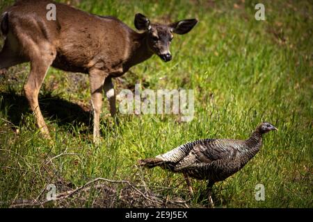 Kolumbianischer Schwarzschwanzhirsch (Odocoileus hemionus columbianus) sieht neugierig einen wilden truthahn (Meleagris gallopavo) im Foothills Park von Palo Alto an Stockfoto