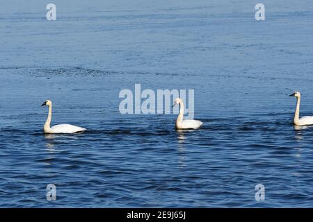 Drei Tundra Schwäne in einer Reihe watend im Wasser Stockfoto