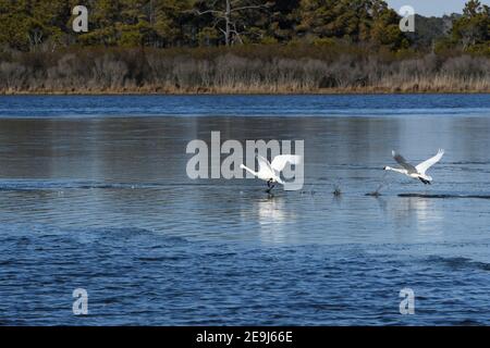 Paarung Paar Tundra Swans Start aus See Stockfoto