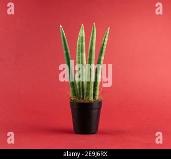 sansevieria cylindrica im Topf mit rotem Hintergrund Stockfoto