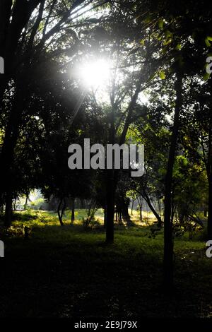 Sonnenstrahlen durch die Bäume in einem Park mit Grüne Blätter Morgenglanz Stockfoto