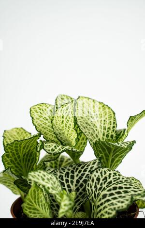 Fittonia albivenis im Blumentopf auf weißem Hintergrund Stockfoto