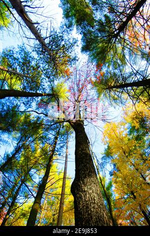 Scenic fall colors near Elkhart Indiana IN Stockfoto
