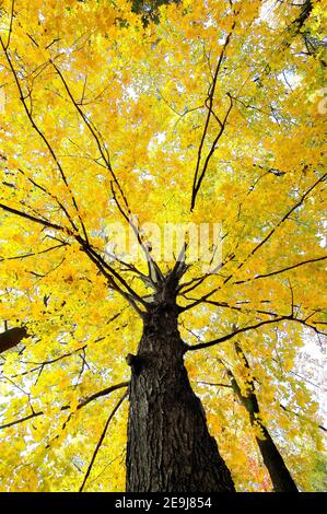 Scenic fall colors near Elkhart Indiana IN Stockfoto