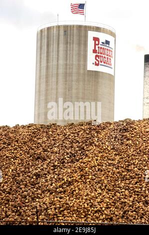 Große Stapel Pioneer Zuckerrüben werden verarbeitet in Zucker in der Pioneer Sugar Prozessanlage in Croswell Michigan MI Stockfoto