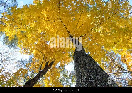 Scenic fall colors near Elkhart Indiana IN Stockfoto