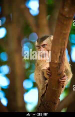 Ein Baby-Affe auf einem Zweig auf einem Hintergrund mit Bokeh, große Augen, so dass es unschuldig und seitwärts aussehen. Stockfoto