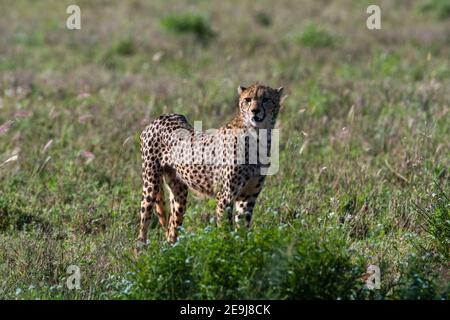 Cheetah (Acinonyx jubatus), Tsavo, Kenia. Stockfoto