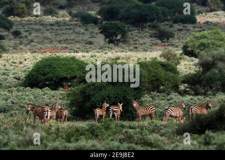 Zebras, Equus quagga, in einer grünen Landschaft. Tsavo, Kenia. Stockfoto