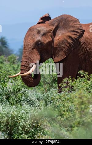 Afrikanischer Elefant, Loxodonta africana, Tsavo, Kenia. Stockfoto
