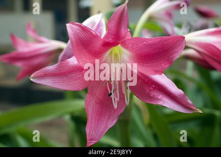 Regen Sie Wassertröpfchen auf einem schönen Bouquet von tiefrosa Crinum x puellii Lily Blumen (Amaryllidaceae Familie). Stockfoto