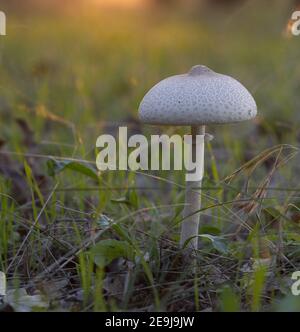 Herbstpilz im rumänischen Wald Stockfoto