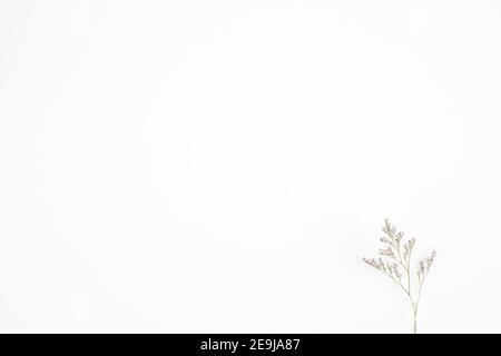 Caspia Blume kleine lila Blume Pflanze isoliert in weißem Hintergrund In Draufsicht Stockfoto