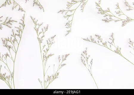 Caspia Blume kleine lila Blume Pflanze isoliert in weißem Hintergrund In Draufsicht Stockfoto