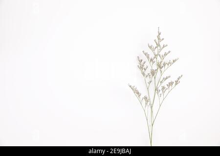 Caspia Blume kleine lila Blume Pflanze isoliert in weißem Hintergrund In Draufsicht Stockfoto