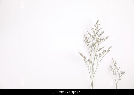 Caspia Blume kleine lila Blume Pflanze isoliert in weißem Hintergrund In Draufsicht Stockfoto