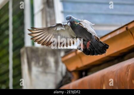 Bewegungsszene von Felstaube Fliegen in der Luft isoliert Im Hintergrund Stockfoto