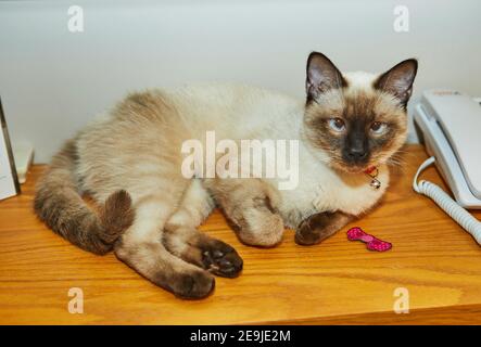 Siam niedlichen Kitty liegt auf dem Regal des Wandschranks Zu Hause Stockfoto