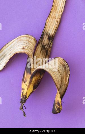 Halb gefressene schwarze und gelbe Banane, auf violettem Hintergrund Stockfoto