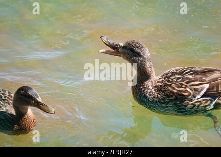 Im Wasser des Sees schwimmen gereifte Stockente mit ihrer Mutter-Ente. Die Mutter Ente gibt Alarmsignale ab. Wilde Vögel. Stockfoto