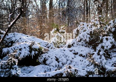 Berlin, Deutschland. Januar 2021, 31st. Schnee liegt im Zoo. Quelle: Jens Kalaene/dpa-Zentralbild/ZB/dpa/Alamy Live News Stockfoto