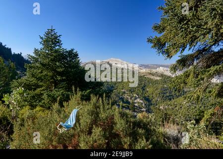 Covid Maske im Yunquera pinsapar (Abies Pinsapo) des Sierra de las Nieves Nationalparks in Malaga aufgegeben. Andalusien, Spanien Stockfoto