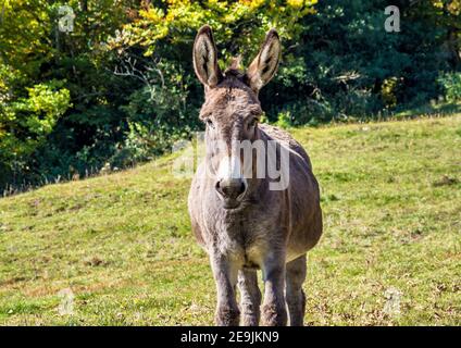 Französische Landschaft. Esel auf einem Feld in der Nähe von Leoncel in der Landschaft der Vercors, Drome, Frankreich in Europa Stockfoto