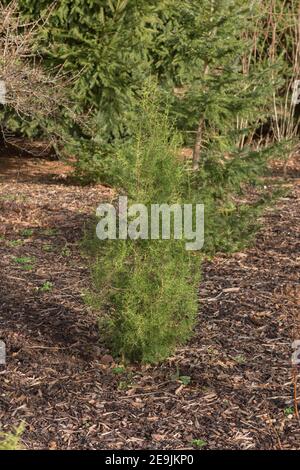 Winterfoliage eines immergrünen Konifers Phönizischer Wacholderstrauch (Juniperus Phoenicea), der in einem Waldgarten in Rural Devon, England, Großbritannien wächst Stockfoto