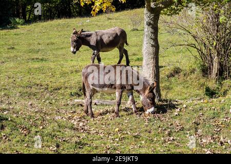 Französische Landschaft. Esel auf einem Feld in der Nähe von Leoncel in der Landschaft der Vercors, Drome, Frankreich in Europa Stockfoto