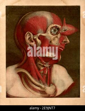 Menschliche Anatomie die 'Essai d'Anatomie' wurde 1745 von Gautier D'Agoty in Paris, Frankreich, produziert. Es handelt sich um einen bemerkenswert detaillierten Atlas der Kopf-, Hals- und Schulterbereiche des menschlichen Körpers mit Erläuterungen in französischer Sprache. Die anatomischen Bilder basieren auf menschlichen Leichen, die von Joseph Duverney (1) seziert und mit der Mezzotinta-Methode der Gravur und des Druckes hergestellt wurden. Der Mezzotint-Farbdruck wurde 1719 von Jaques Christophe Le Blon erfunden. Mezzotint (aus dem italienischen Ausdruck "mezza tina" oder "Halbton") Drucke werden durch Gravur einer Metallplatte mit zahlreichen kleinen Löchern, die Hol produziert Stockfoto