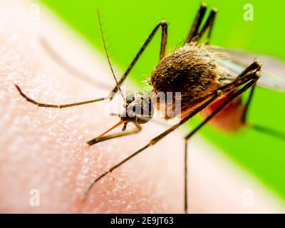 Malaria Infectious Mosquito Bite auf grünem Hintergrund. Leishmaniose, Enzephalitis, Gelbfieber, Dengue, Malaria, Mayaro oder Zika Virus Infecti Stockfoto