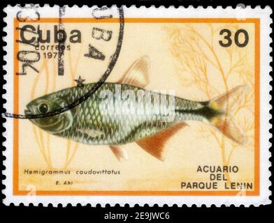 Sankt Petersburg, Russland - 05. Dezember 2020: Briefmarke gedruckt in Kuba mit dem Bild des Buenos Aires Tetra, um 1977 Stockfoto