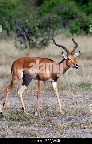 Eine männliche Impala-Antilope (Aepyceros melampus) in der Savuti-Region im Norden Botswanas, Afrika. Stockfoto