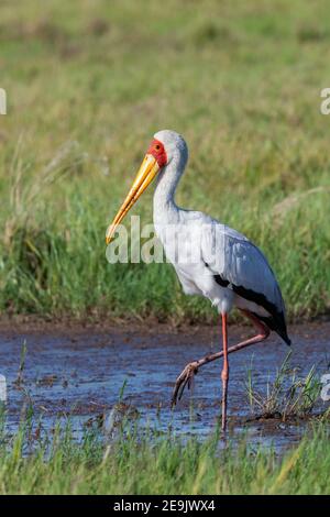 Gelbschnabelstorch (Mycteria ibis), manchmal auch Holzstorch oder Holzibis genannt. Okavango Delta im Norden Botswanas, Afrika. Stockfoto