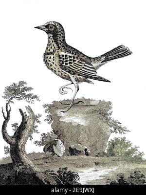Maschinell kolorierte Alauda ist eine Gattung von Lerchen gefunden in weiten Teilen von Europa, Asien und in den Bergen von Nordafrika, Kupferstich aus der Encyclopedia Londinensis oder, Universal Wörterbuch der Künste, Wissenschaften und Literatur; Band I; herausgegeben von Wilkes, John. Veröffentlicht 1810 in London Stockfoto