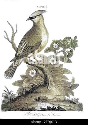 Ampelis - The Crested Chatterer of America Kupferstich aus der Encyclopedia Londinensis oder, Universal Wörterbuch der Künste, Wissenschaften und Literatur; Band I; herausgegeben von Wilkes, John. Veröffentlicht 1810 in London Stockfoto