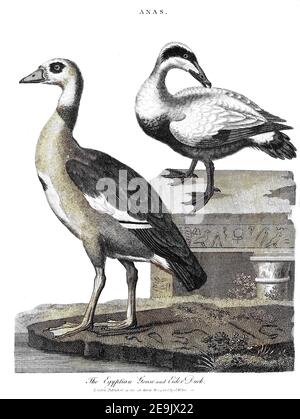 Maschinell kolorierte Egyptian Goose [Alopochen aegyptiaca] (links) und Eider Duck Kupferstich aus der Encyclopedia Londinensis OR, Universal Dictionary of Arts, Sciences, and literature; Band I; herausgegeben von Wilkes, John. Veröffentlicht 1810 in London Stockfoto