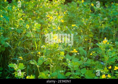Blumen und Blätter Celandine Chelidonium majus mit natürlichem Sonnenlicht, frühen Frühling an einem warmen sonnigen Tag, einen hellen schönen Hintergrund Stockfoto