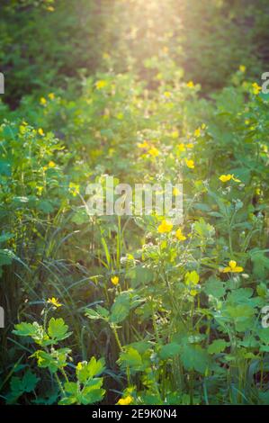 Blumen und Blätter Celandine Chelidonium majus mit natürlichem Sonnenlicht, frühen Frühling an einem warmen sonnigen Tag, einen hellen schönen Hintergrund Stockfoto