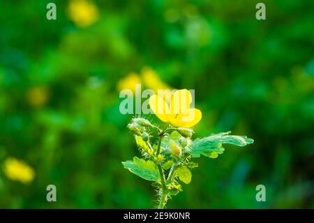 Blumen und Blätter Celandine Chelidonium majus mit natürlichem Sonnenlicht, frühen Frühling an einem warmen sonnigen Tag, einen hellen schönen Hintergrund Stockfoto