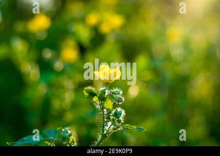 Blumen und Blätter Celandine Chelidonium majus mit natürlichem Sonnenlicht, frühen Frühling an einem warmen sonnigen Tag, einen hellen schönen Hintergrund Stockfoto