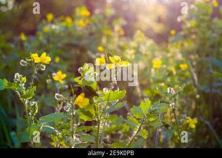 Blumen und Blätter Celandine Chelidonium majus mit natürlichem Sonnenlicht, frühen Frühling an einem warmen sonnigen Tag, einen hellen schönen Hintergrund Stockfoto