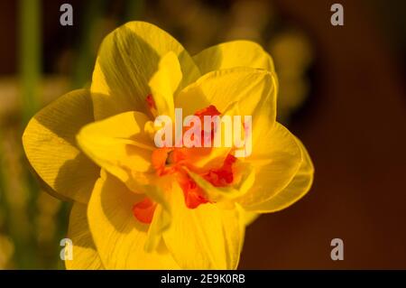 Erstaunlich große helle gelbe Narzissen im Sonnenlicht. - Nah-, Makro-, perfekte Bild für Grußkarte, Frühling Hintergrund. Stockfoto