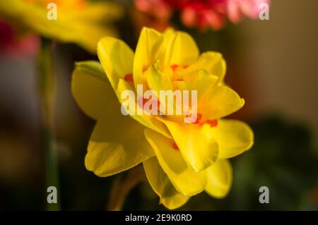 Erstaunlich große helle gelbe Narzissen im Sonnenlicht. - Nah-, Makro-, perfekte Bild für Grußkarte, Frühling Hintergrund. Stockfoto