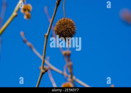 Früchte an den Zweigen eines Platanen oder platanus im Park, früher Frühling an einem warmen sonnigen Tag, heller schöner Hintergrund Stockfoto
