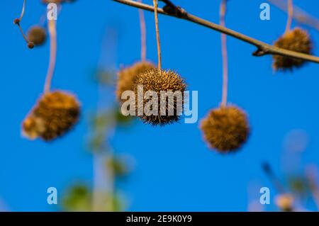 Früchte an den Zweigen eines Platanen oder platanus im Park, früher Frühling an einem warmen sonnigen Tag, heller schöner Hintergrund Stockfoto