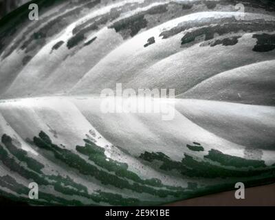 Ein Blatt einer Zimmerpflanze aus der Familie der Marantaceae aus der Nähe. Hintergrundbild, Gemüsehintergrund. Draufsicht. Stockfoto