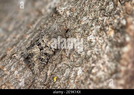 Flounced Rustikale (Luperina testacea) Motte Stockfoto